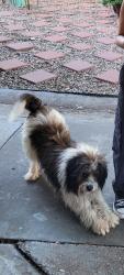 Lost Male Dog last seen Crosstimbers and airline , Houston, TX 77022