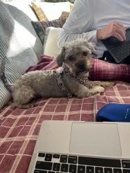 Found/Stray Male Dog last seen Roosevelt and Grenwood, Ottawa, ON 