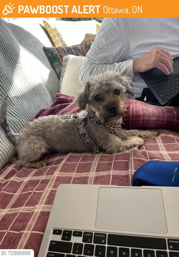 Found/Stray Male Dog last seen Roosevelt and Grenwood, Ottawa, ON 