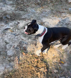 Lost Male Dog last seen Boothtown rd and Lott rd, Citronelle, AL 36522