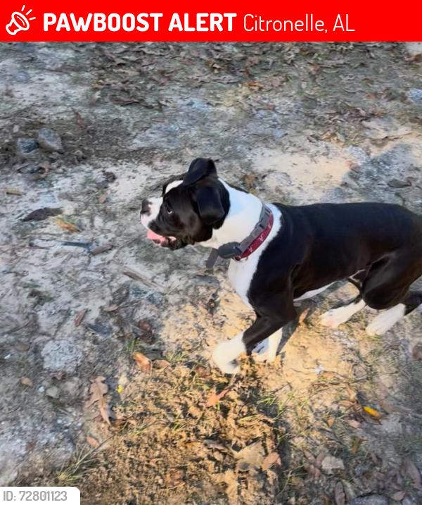 Lost Male Dog last seen Boothtown rd and Lott rd, Citronelle, AL 36522