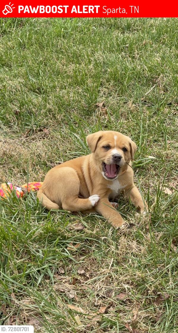 Lost Male Dog last seen Burgess falls state park, Sparta, TN 38583