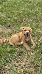 Lost Male Dog last seen Burgess falls state park, Sparta, TN 38583