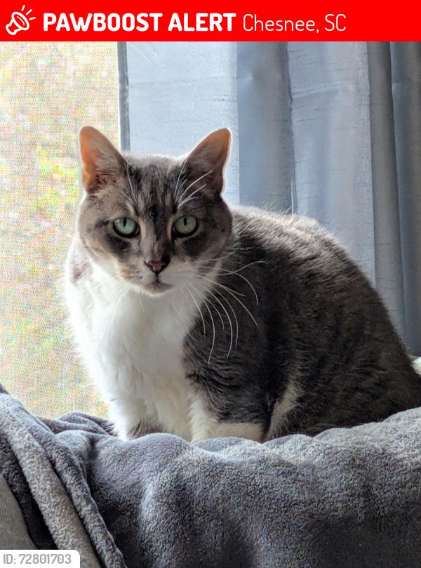 Lost Female Cat last seen Cantrell, highway 11, Chesnee, SC 29323