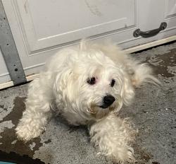 Found/Stray Female Dog last seen Near de soto , Houston, TX 77091
