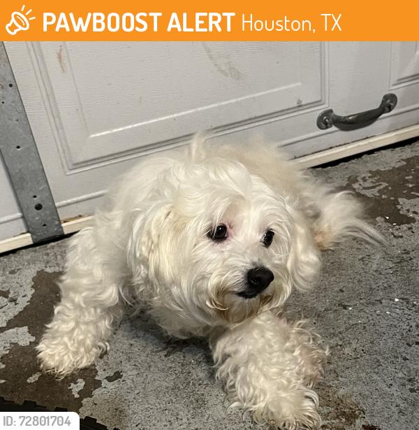 Found/Stray Female Dog last seen Near de soto , Houston, TX 77091
