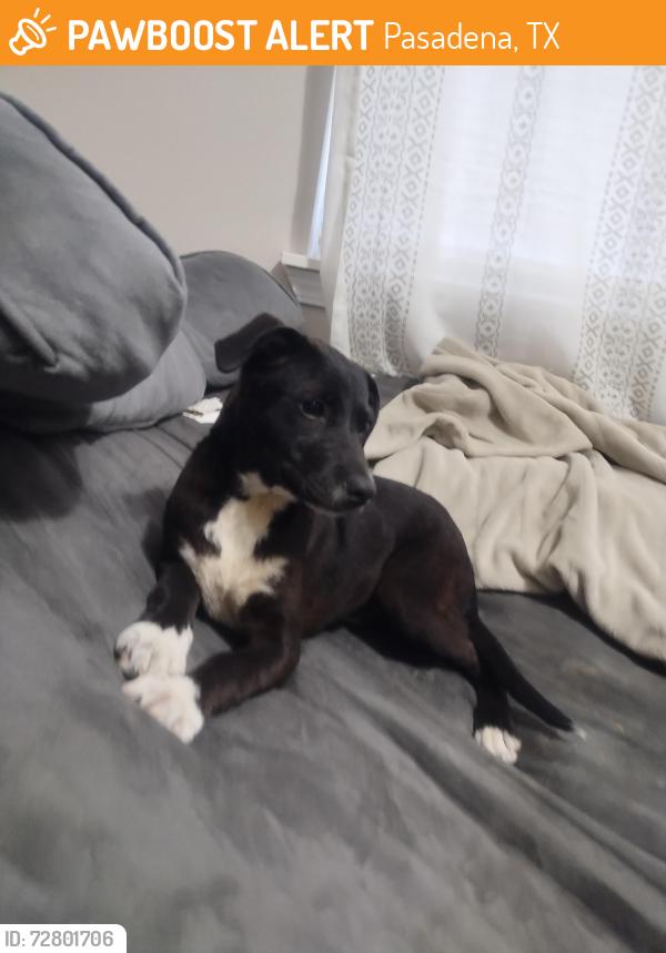 Found/Stray Female Dog last seen Near Preston Ave, Pasadena, TX 77503, Pasadena, TX 77503