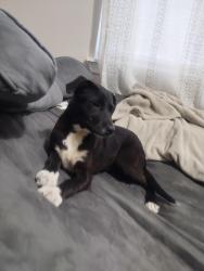 Found/Stray Female Dog last seen Near Preston Ave, Pasadena, TX 77503, Pasadena, TX 77503