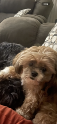 Lost Female Dog last seen Between 8 & 7 mile by Southfield freeway , Detroit, MI 48219