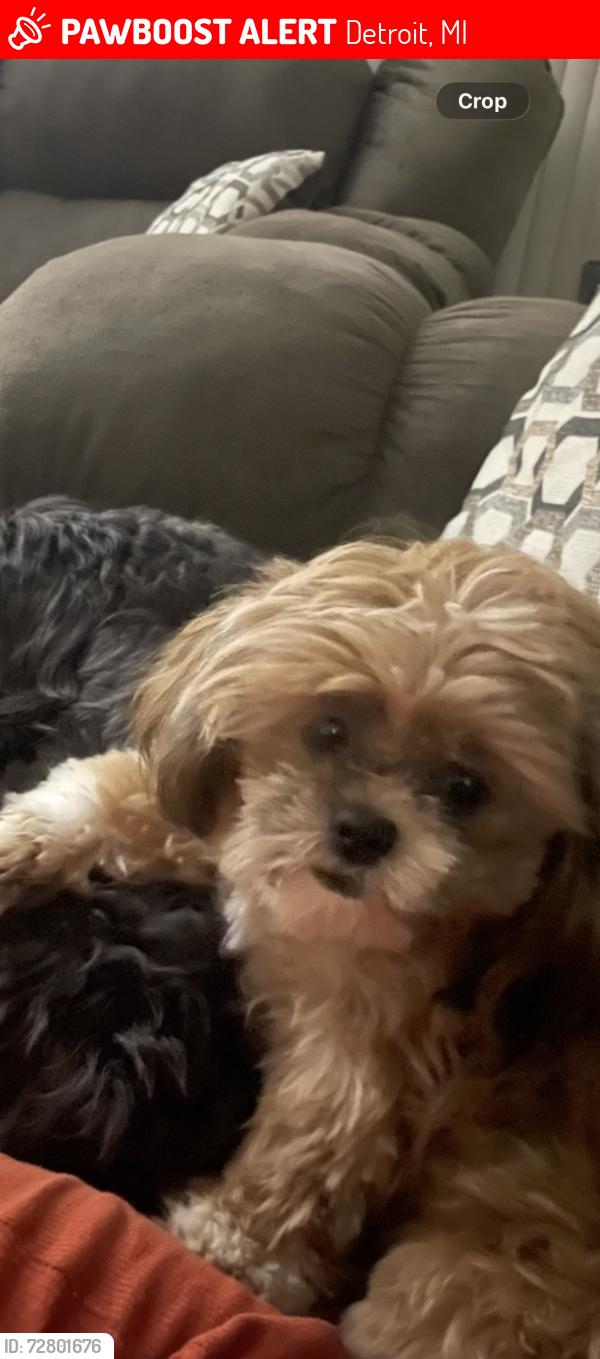 Lost Female Dog last seen Between 8 & 7 mile by Southfield freeway , Detroit, MI 48219