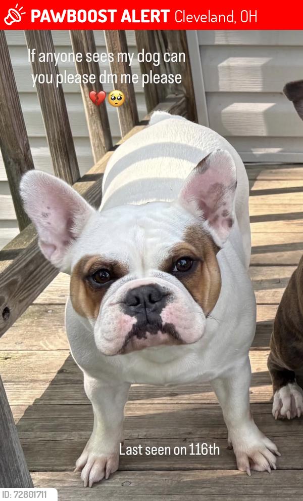 Lost Female Dog last seen Last seen on Lenacrave East 131st walking with a man she has a blue collar, Cleveland, OH 44105