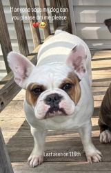 Lost Female Dog last seen Last seen on Lenacrave East 131st walking with a man she has a blue collar, Cleveland, OH 44105