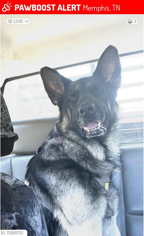Lost Male Dog last seen Graham and Summer, Memphis, TN 38122