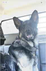 Lost Male Dog last seen Graham and Summer, Memphis, TN 38122