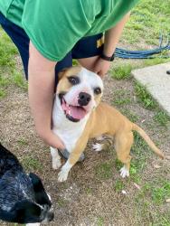 Found/Stray Male Dog last seen Clydesdale Drive and 72nd Avenue, Myrtle Grove, FL 32506