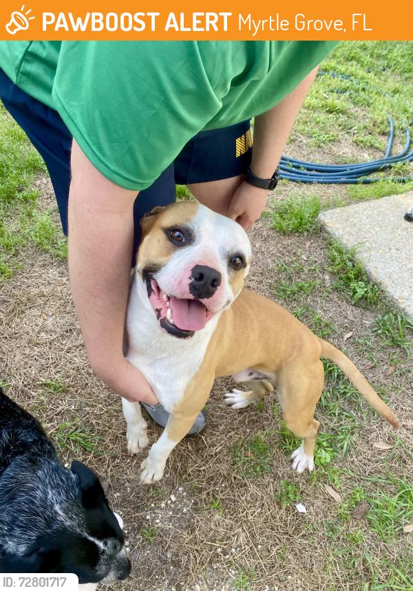 Found/Stray Male Dog last seen Clydesdale Drive and 72nd Avenue, Myrtle Grove, FL 32506
