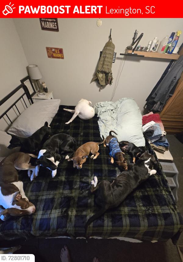 Lost Female Dog last seen Near tractor supply on south lake dr., Lexington, SC 29073
