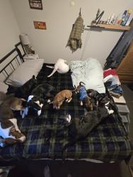 Lost Female Dog last seen Near tractor supply on south lake dr., Lexington, SC 29073