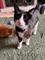 Reunited Male Cat last seen Flass Vale Local Natural Reserve, Fieldhouse Lane, County Durham, England DH1 4LY