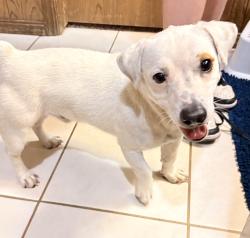 Found/Stray Male Dog last seen Kilpatrick turnpike, Oklahoma City, OK 73099
