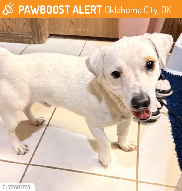 Found/Stray Male Dog last seen Kilpatrick turnpike, Oklahoma City, OK 73099