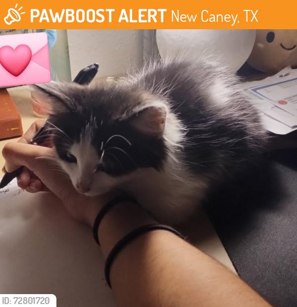Found/Stray Female Cat last seen FM 1485, New Caney, TX 77357