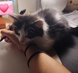 Found/Stray Female Cat last seen FM 1485, New Caney, TX 77357