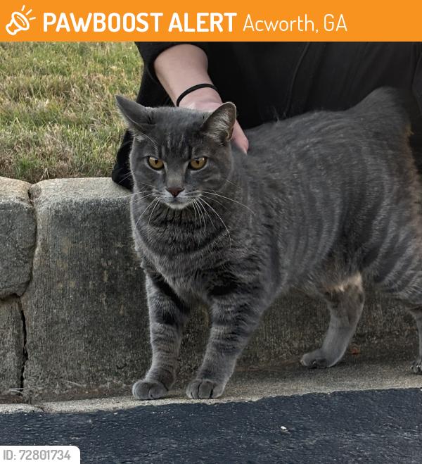 Found/Stray Male Cat last seen Peachtree Immediate Care, Acworth, GA 30101