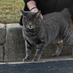 Found/Stray Male Cat last seen Peachtree Immediate Care, Acworth, GA 30101