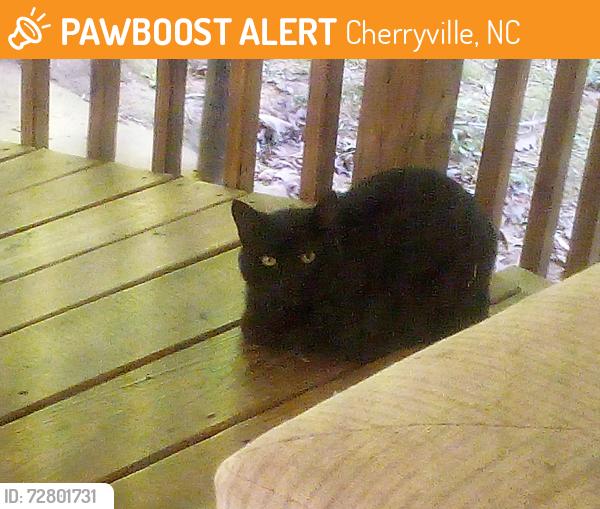 Found/Stray Unknown Cat last seen Just past Southern states company, Cherryville, NC 28021