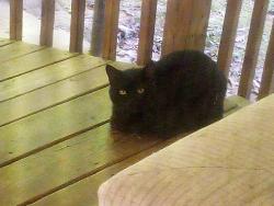 Found/Stray Unknown Cat last seen Just past Southern states company, Cherryville, NC 28021