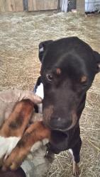 Found/Stray Male Dog last seen Farm road 174, Greene County, MO 65742