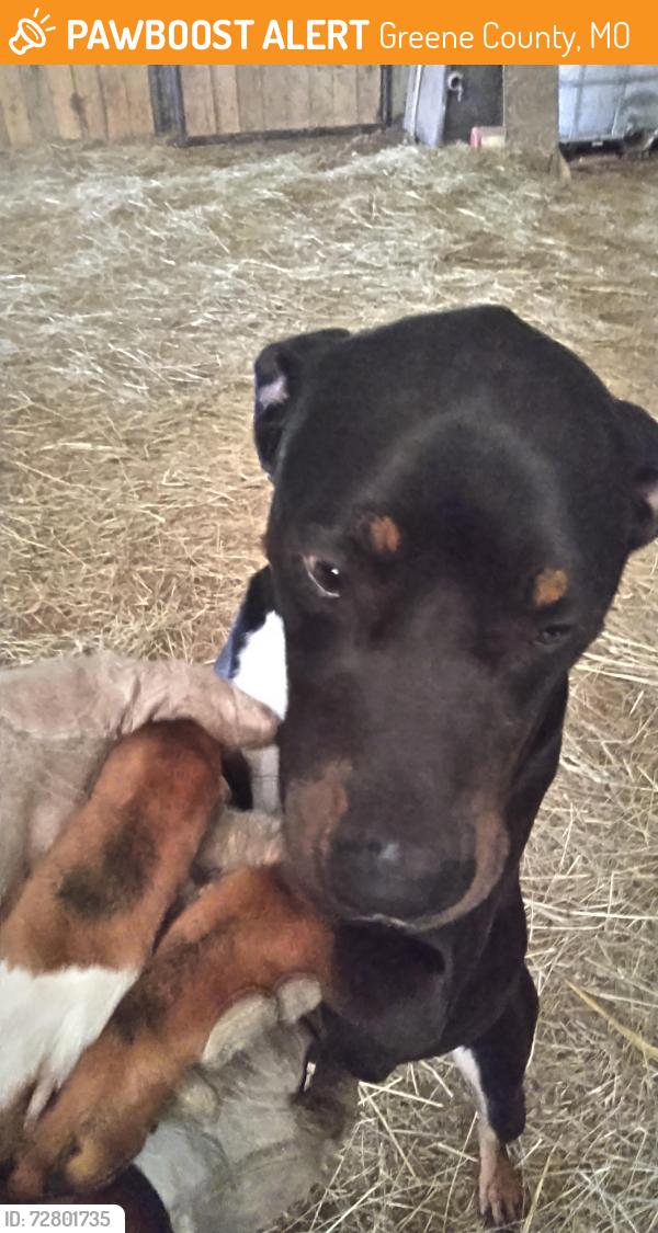 Found/Stray Male Dog last seen Farm road 174, Greene County, MO 65742