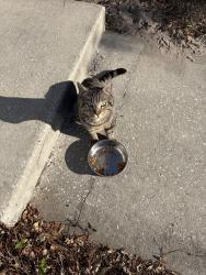 Found/Stray Unknown Cat last seen Community next to Seminole High School, Sanford, FL 32773
