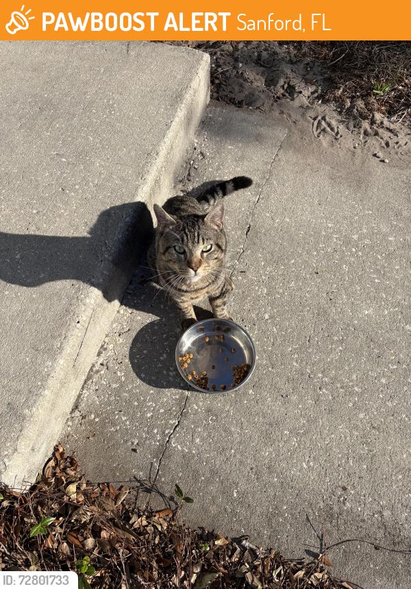 Found/Stray Unknown Cat last seen Community next to Seminole High School, Sanford, FL 32773