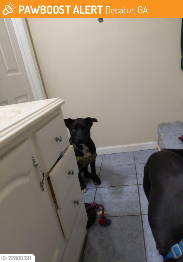 Found/Stray Female Dog last seen Austin Dr and Glenwood, Decatur, GA 30032