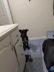 Found/Stray Female Dog last seen Austin Dr and Glenwood, Decatur, GA 30032