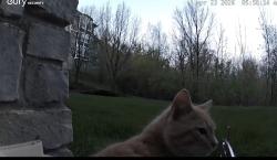 Found/Stray Unknown Cat last seen Brookfield Hills apmts, Brookfield, WI 53005