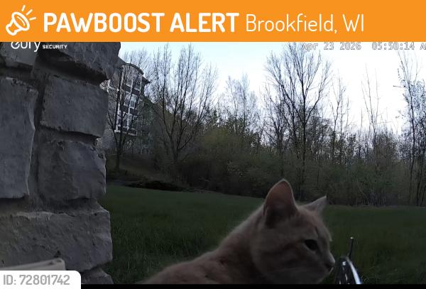 Found/Stray Unknown Cat last seen Brookfield Hills apmts, Brookfield, WI 53005