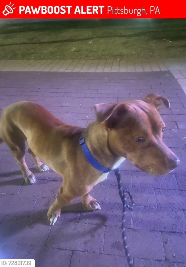 Lost Male Dog last seen Zara and grimes , Pittsburgh, PA 15210