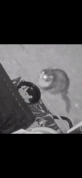 Lost Unknown Cat last seen Samson, Laval, QC H7W 4A9