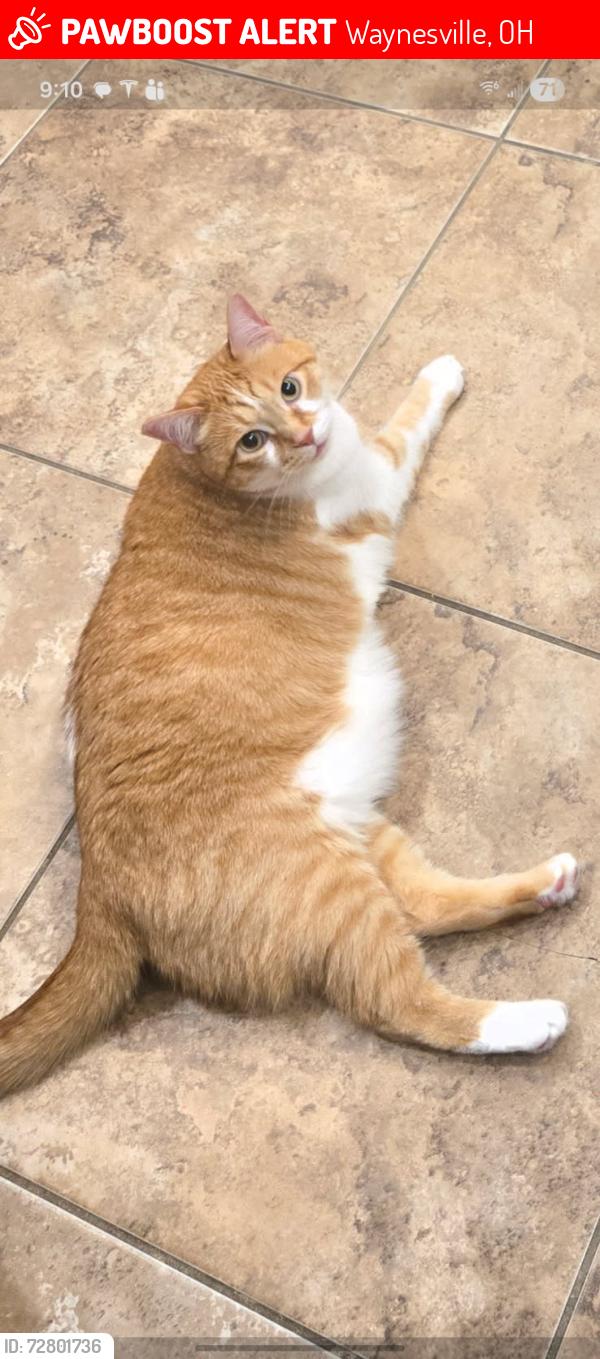 Lost Male Cat last seen Montvale court and Equine trail, Waynesville, OH 45068