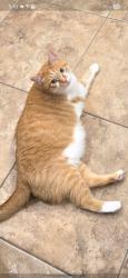 Lost Male Cat last seen Montvale court and Equine trail, Waynesville, OH 45068