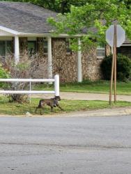 Found/Stray Unknown Dog last seen Daline St with Falcón rd Springdale AR, Springdale, AR 72762