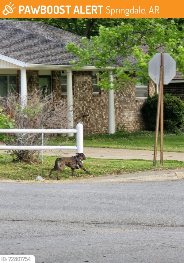 Found/Stray Unknown Dog last seen Daline St with Falcón rd Springdale AR, Springdale, AR 72762
