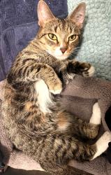 Found/Stray Female Cat last seen 92St , New York, NY 10128