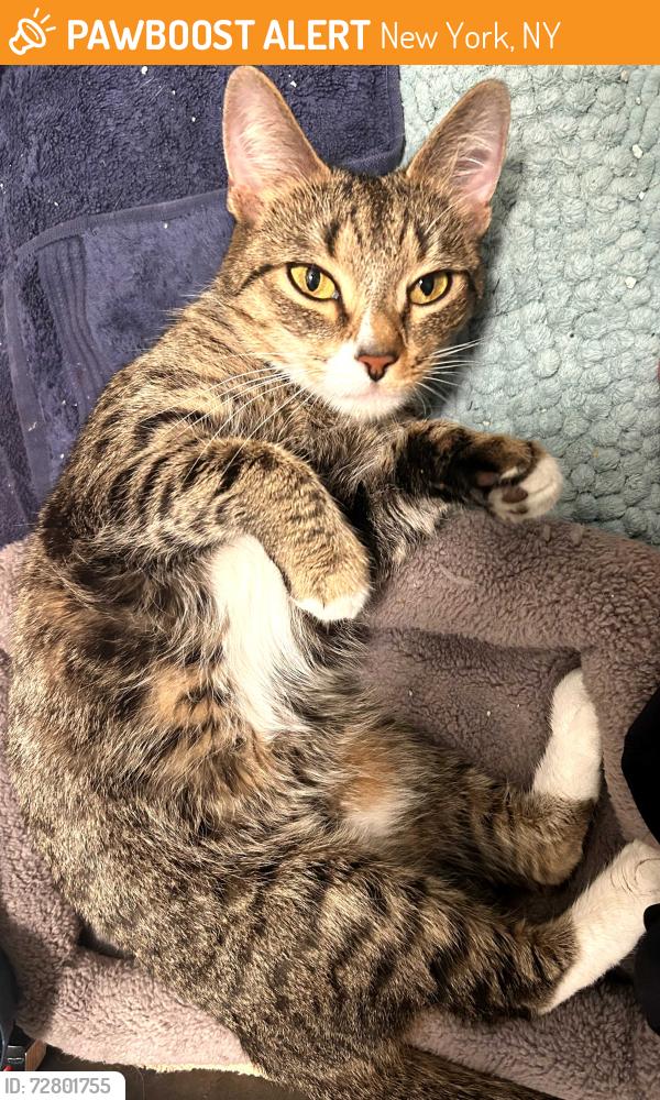 Found/Stray Female Cat last seen 92St , New York, NY 10128
