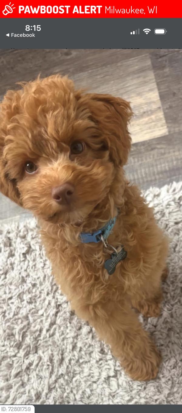 Lost Male Dog last seen Highland area as well, Milwaukee, WI 53202