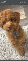 Lost Male Dog last seen Highland area as well, Milwaukee, WI 53202