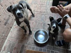 Found/Stray Female Dog last seen 1093/Spring Green, Richmond, TX 77406